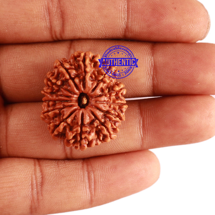 13 Mukhi Nepalese Rudraksha - Bead No. 238