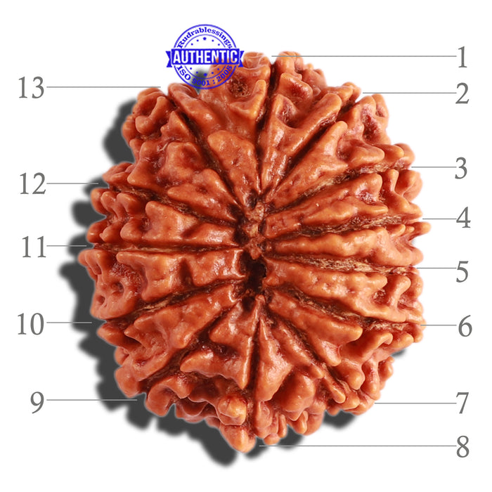 13 Mukhi Nepalese Rudraksha - Bead No. 238