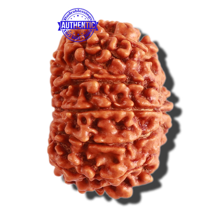 13 Mukhi Nepalese Rudraksha - Bead No. 238