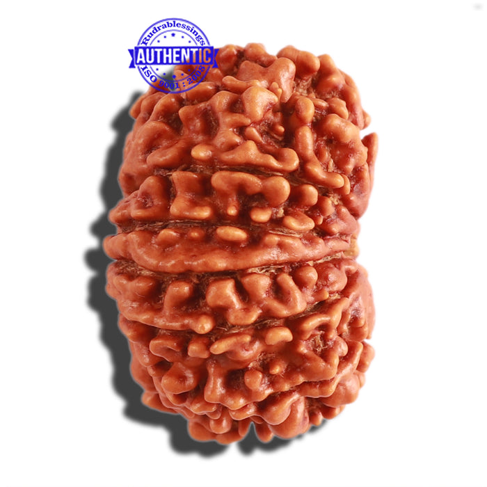 13 Mukhi Nepalese Rudraksha - Bead No. 238