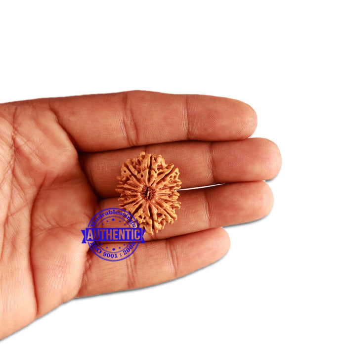 13 Mukhi Nepalese Rudraksha - Bead No. 270