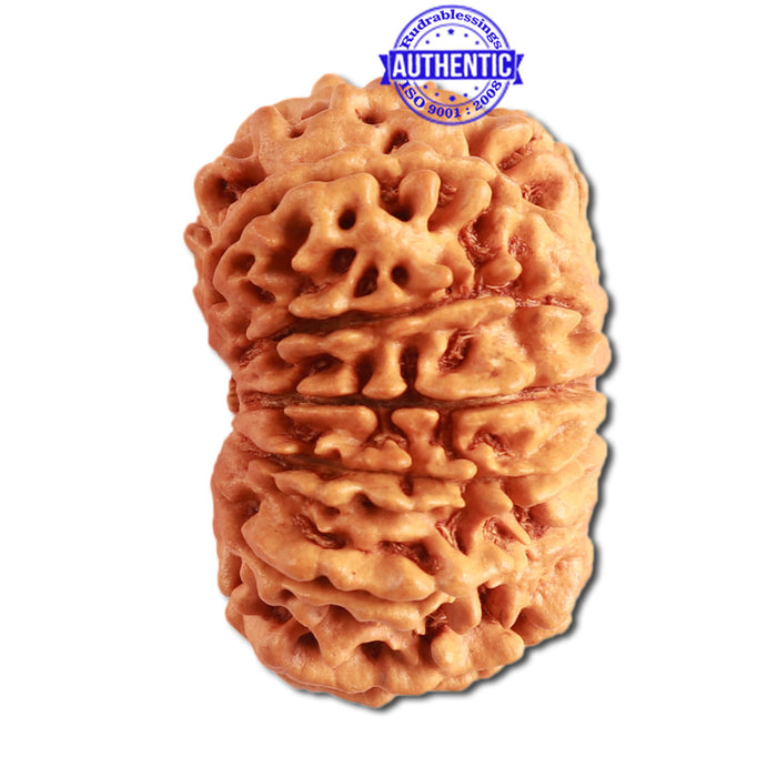 13 Mukhi Nepalese Rudraksha - Bead No. 270