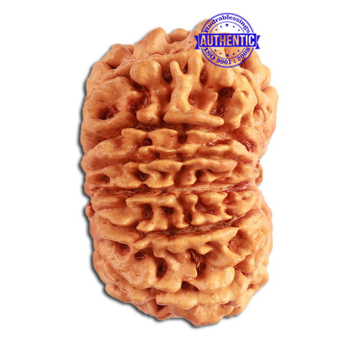 13 Mukhi Nepalese Rudraksha - Bead No. 270