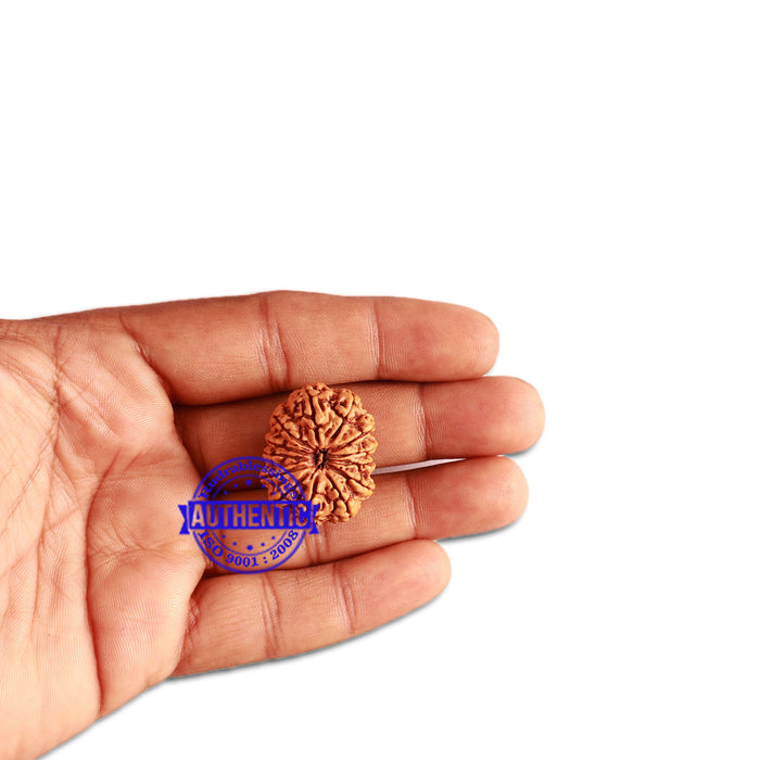 13 Mukhi Nepalese Rudraksha - Bead No. 271