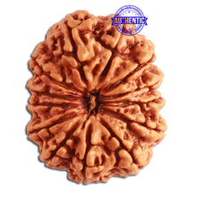 Load image into Gallery viewer, 13 Mukhi Nepalese Rudraksha - Bead No. 271
