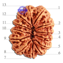 Load image into Gallery viewer, 13 Mukhi Nepalese Rudraksha - Bead No. 271
