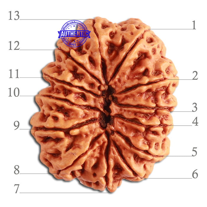 13 Mukhi Nepalese Rudraksha - Bead No. 271