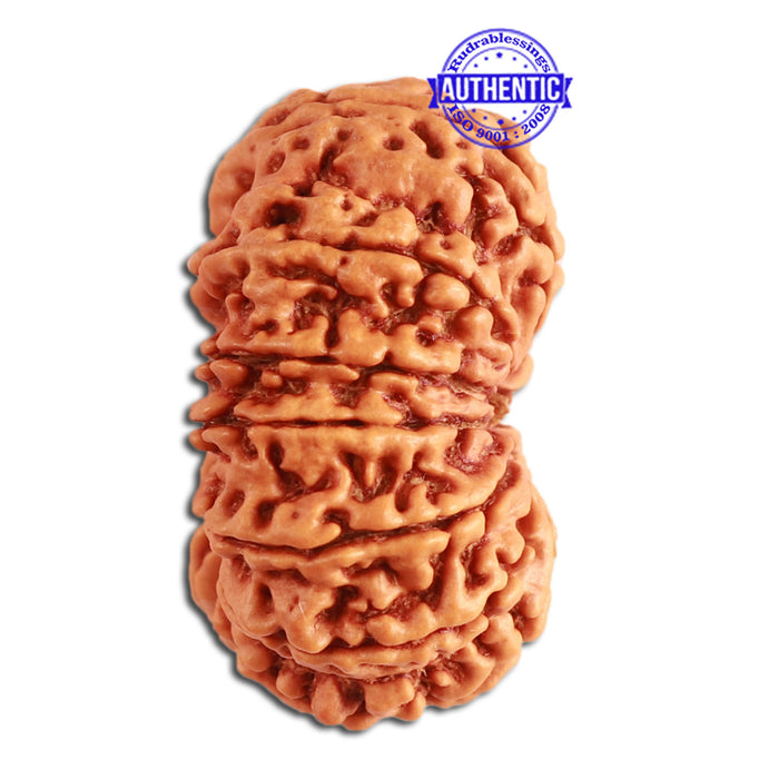13 Mukhi Nepalese Rudraksha - Bead No. 271