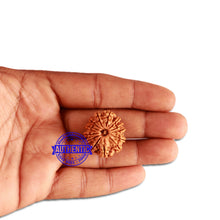 Load image into Gallery viewer, 13 Mukhi Nepalese Rudraksha - Bead No. 273
