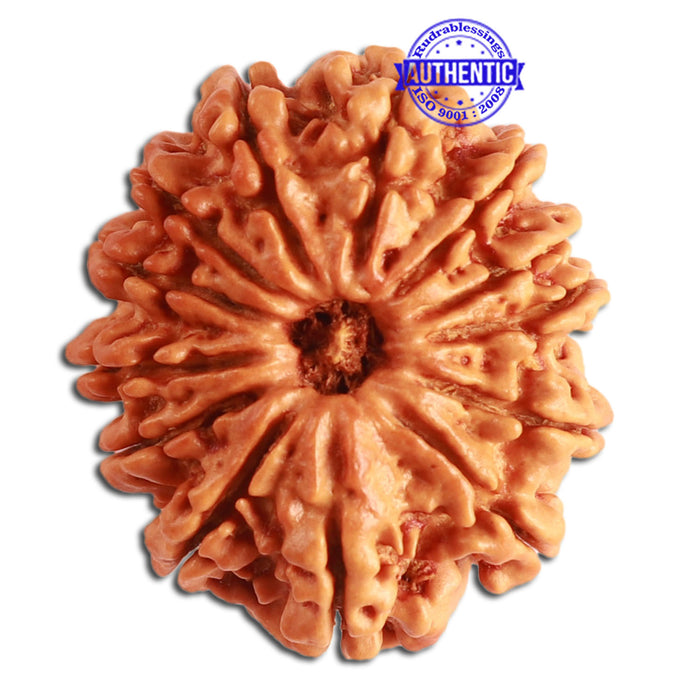 13 Mukhi Nepalese Rudraksha - Bead No. 273