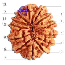 Load image into Gallery viewer, 13 Mukhi Nepalese Rudraksha - Bead No. 273
