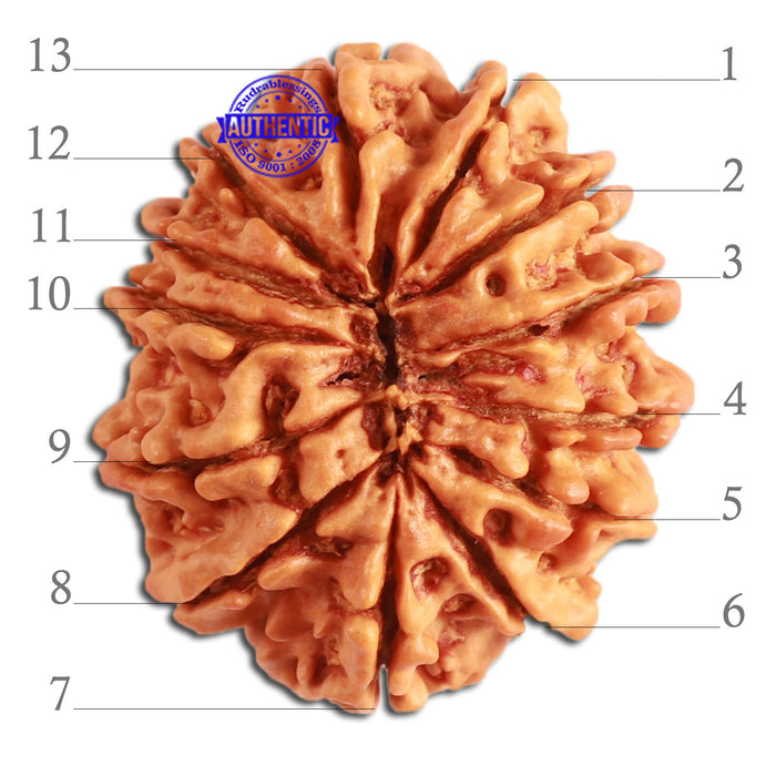 13 Mukhi Nepalese Rudraksha - Bead No. 273