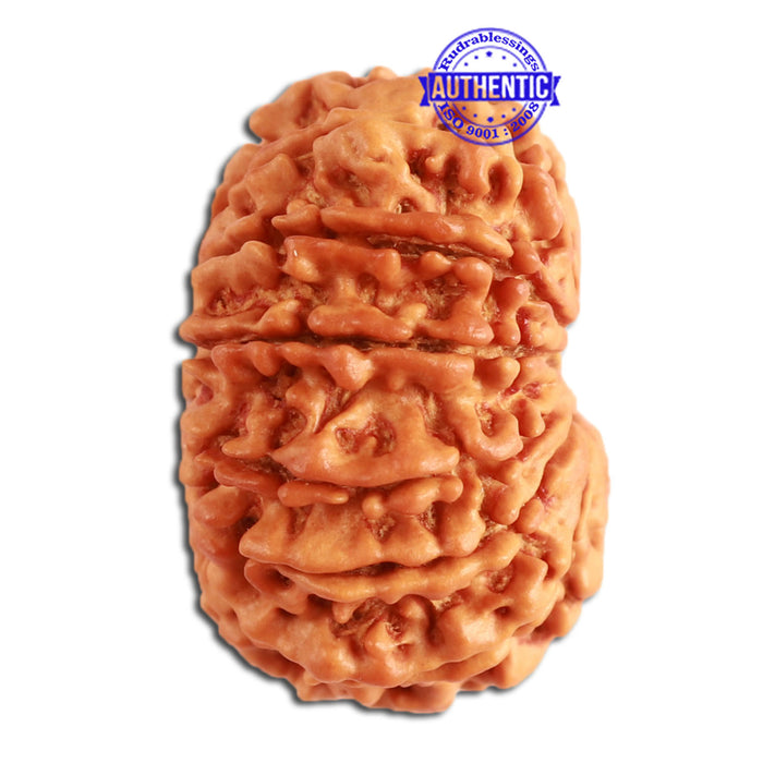 13 Mukhi Nepalese Rudraksha - Bead No. 273