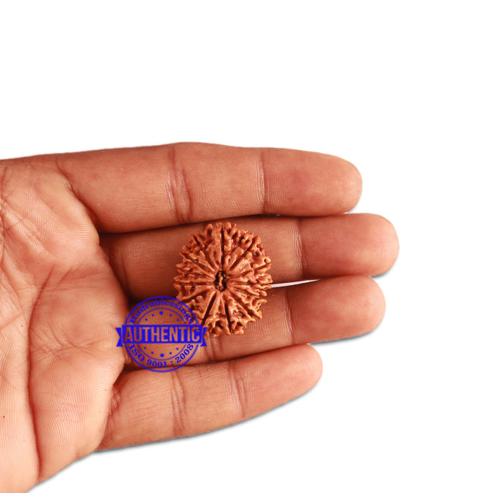 13 Mukhi Nepalese Rudraksha - Bead No. 274