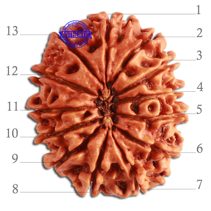 13 Mukhi Nepalese Rudraksha - Bead No. 274