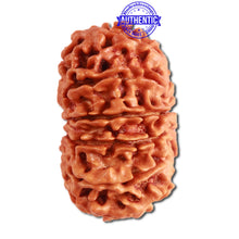 Load image into Gallery viewer, 13 Mukhi Nepalese Rudraksha - Bead No. 274
