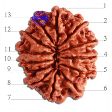 Load image into Gallery viewer, 13 Mukhi Nepalese Rudraksha - Bead No. 275
