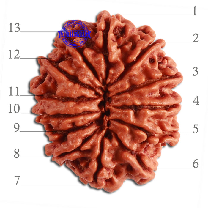 13 Mukhi Nepalese Rudraksha - Bead No. 275