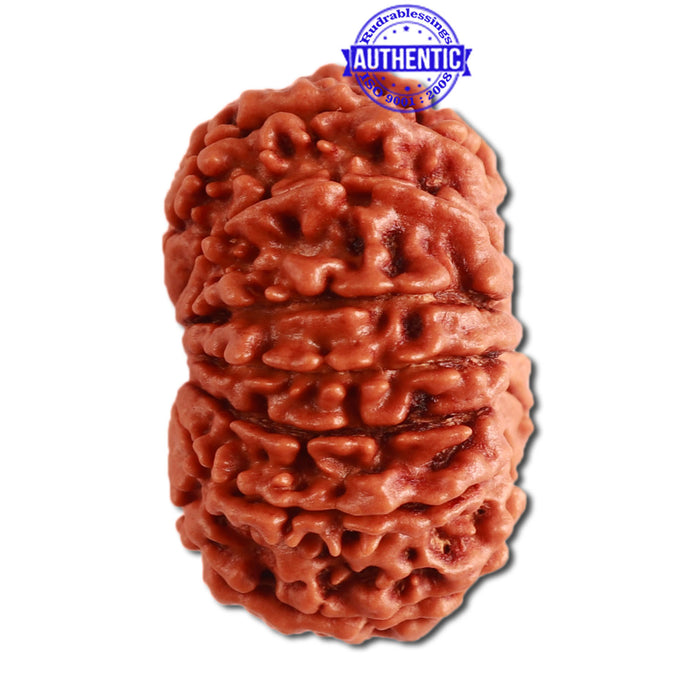 13 Mukhi Nepalese Rudraksha - Bead No. 275