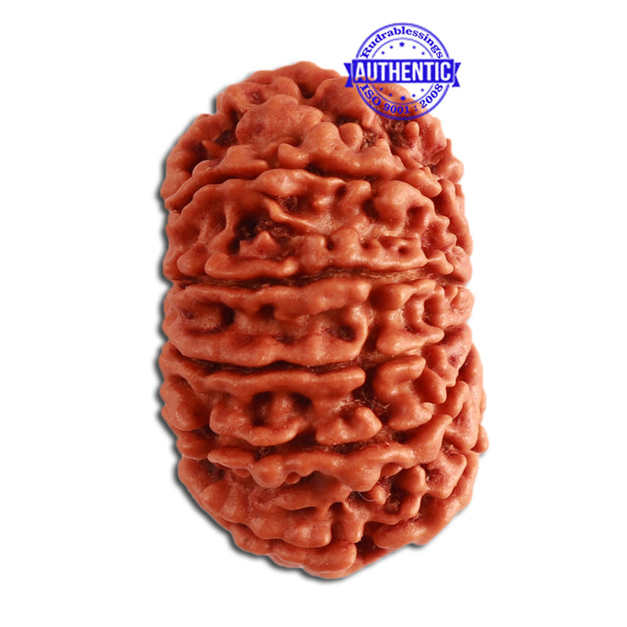 13 Mukhi Nepalese Rudraksha - Bead No. 275