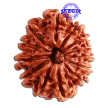 Load image into Gallery viewer, 13 Mukhi Nepalese Rudraksha - Bead No. 276
