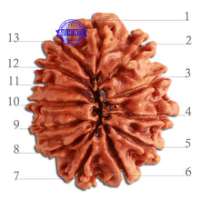 Load image into Gallery viewer, 13 Mukhi Nepalese Rudraksha - Bead No. 276
