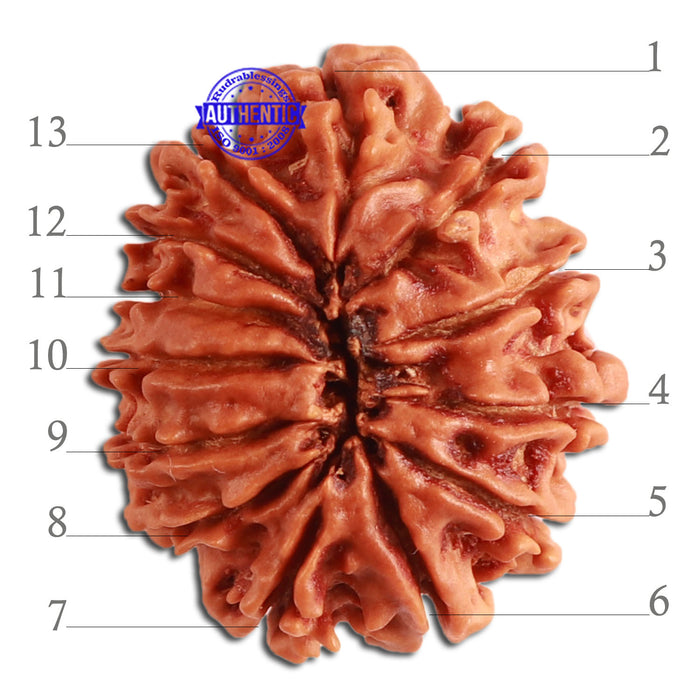 13 Mukhi Nepalese Rudraksha - Bead No. 276