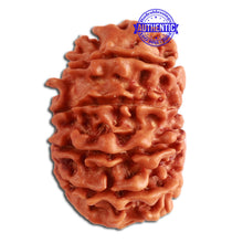 Load image into Gallery viewer, 13 Mukhi Nepalese Rudraksha - Bead No. 276
