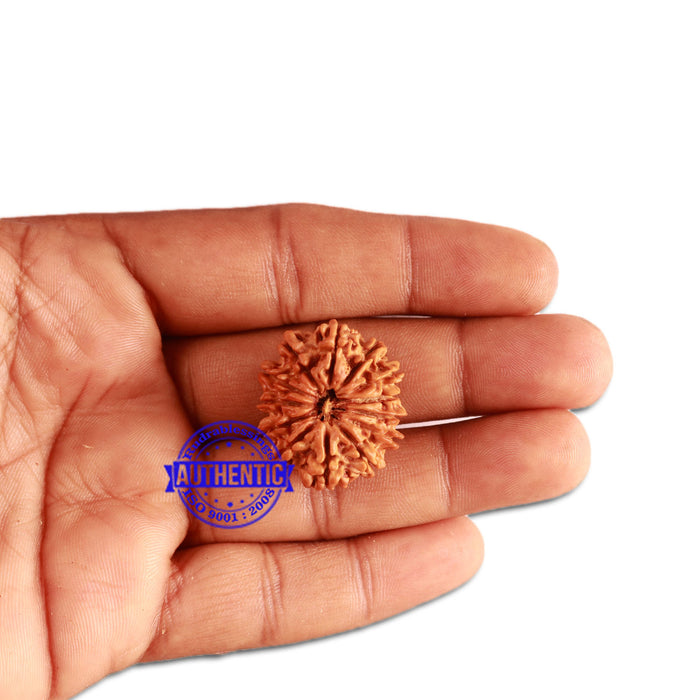 13 Mukhi Nepalese Rudraksha - Bead No. 277
