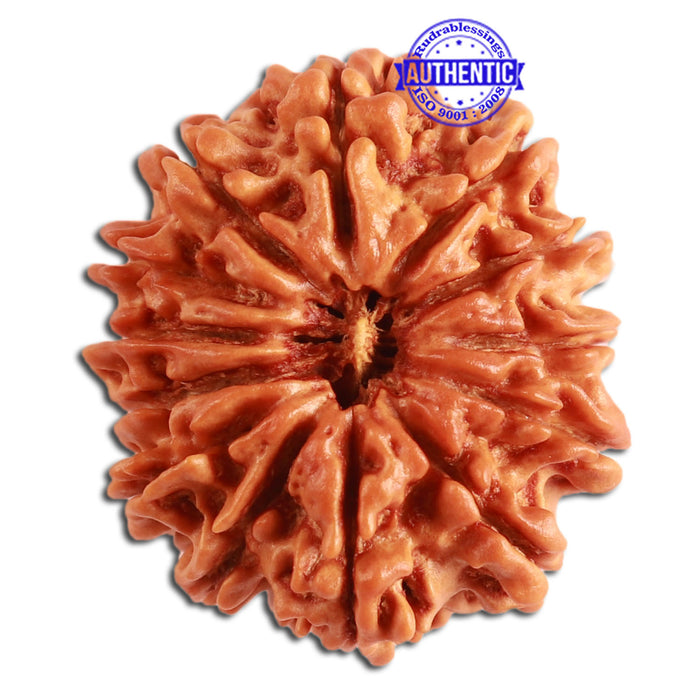13 Mukhi Nepalese Rudraksha - Bead No. 277