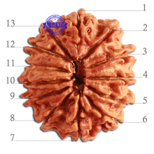 Load image into Gallery viewer, 13 Mukhi Nepalese Rudraksha - Bead No. 277
