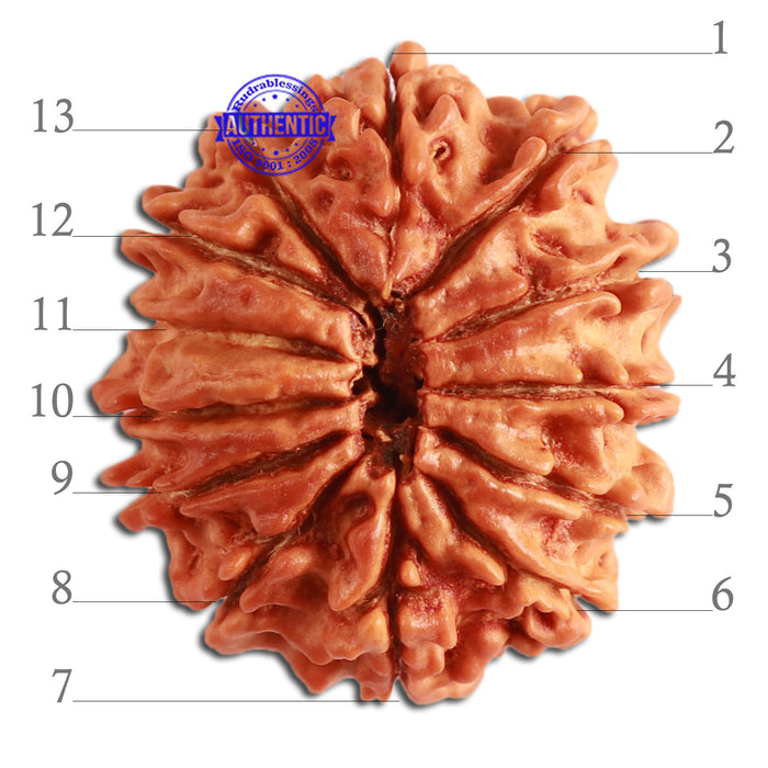 13 Mukhi Nepalese Rudraksha - Bead No. 277