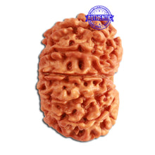 Load image into Gallery viewer, 13 Mukhi Nepalese Rudraksha - Bead No. 277
