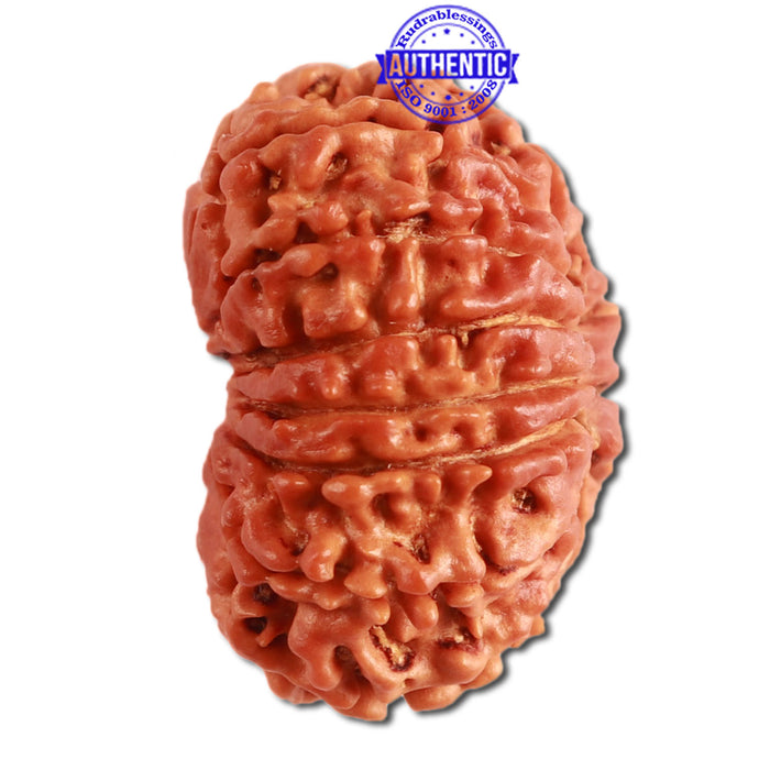 13 Mukhi Nepalese Rudraksha - Bead No. 278