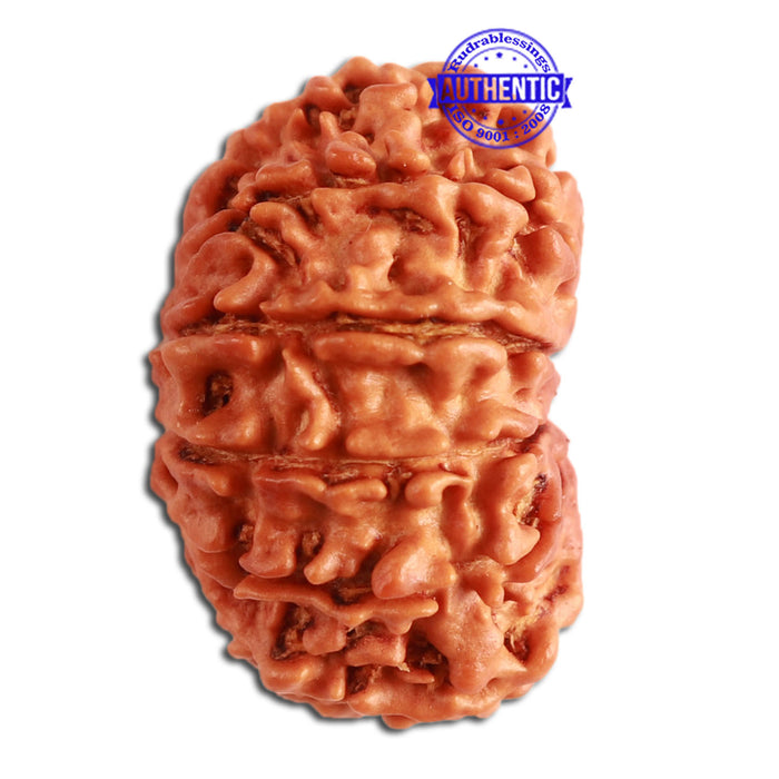 13 Mukhi Nepalese Rudraksha - Bead No. 278