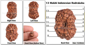 13 Mukhi Indonesian Rudraksha - Bead No. 36