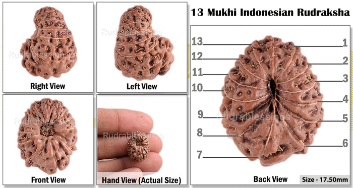 13 Mukhi Indonesian Rudraksha - Bead No. 38