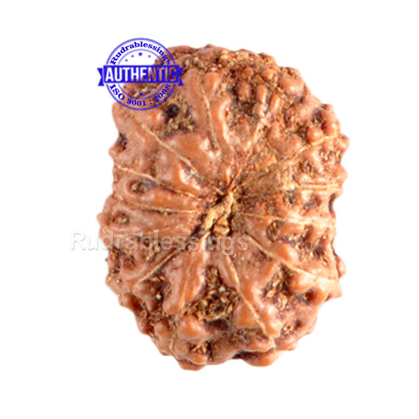 13 Mukhi Indonesian Rudraksha - Bead No. 42