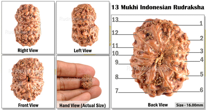 13 Mukhi Indonesian Rudraksha - Bead No. 42