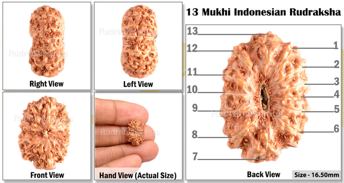 13 Mukhi Indonesian Rudraksha - Bead No. 44