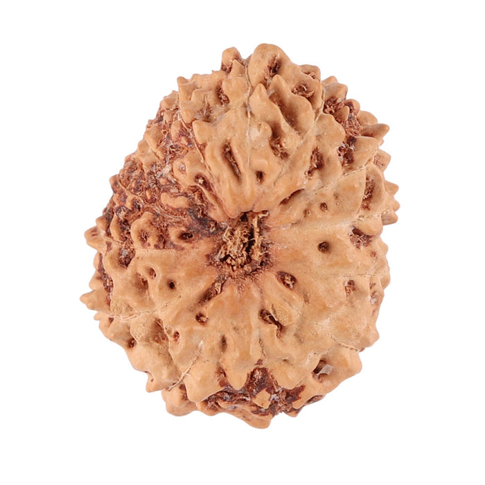 13 Mukhi Indonesian Rudraksha - Bead No. 81