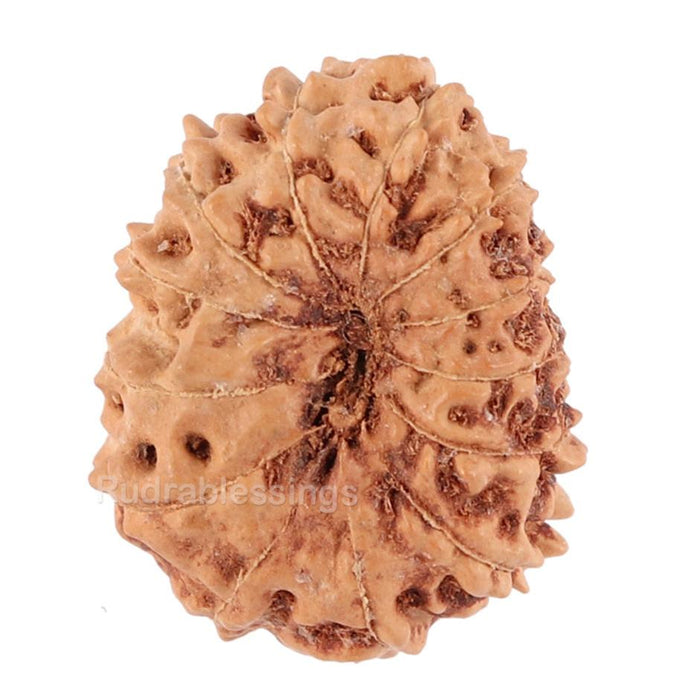 13 Mukhi Indonesian Rudraksha - Bead No. 81