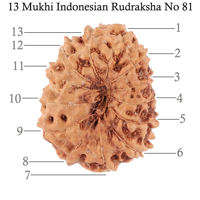 13 Mukhi Indonesian Rudraksha - Bead No. 81