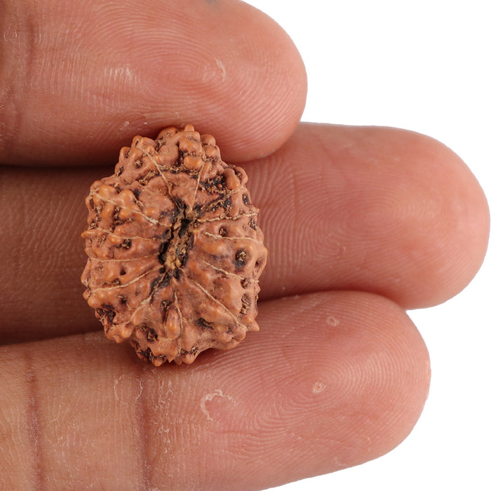 13 Mukhi Indonesian Rudraksha - Bead No. 83