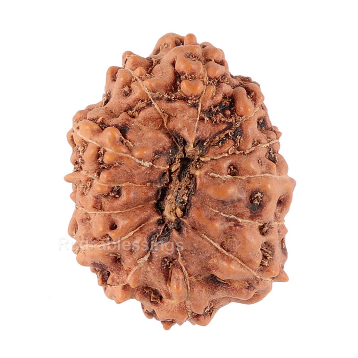 13 Mukhi Indonesian Rudraksha - Bead No. 83
