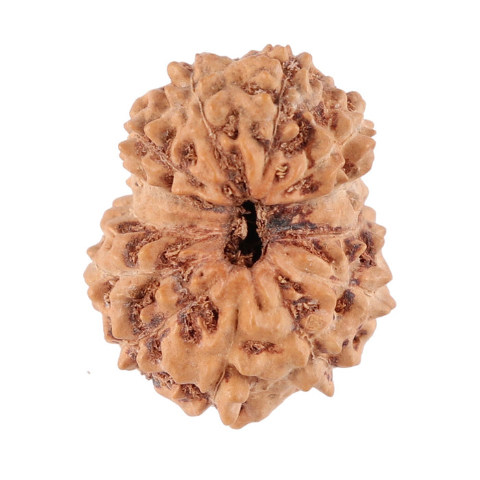 13 Mukhi Indonesian Rudraksha - Bead No. 85