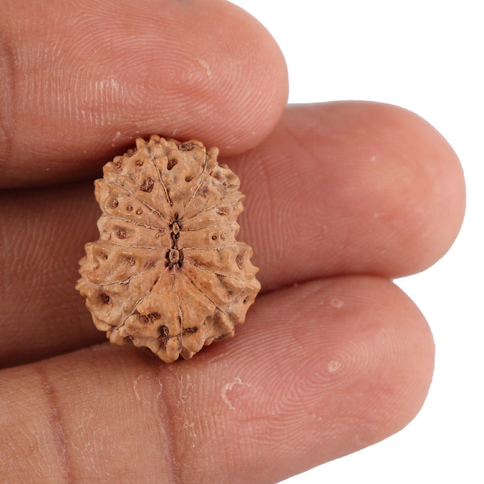 13 Mukhi Indonesian Rudraksha - Bead No. 85