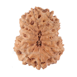 13 Mukhi Indonesian Rudraksha - Bead No. 85