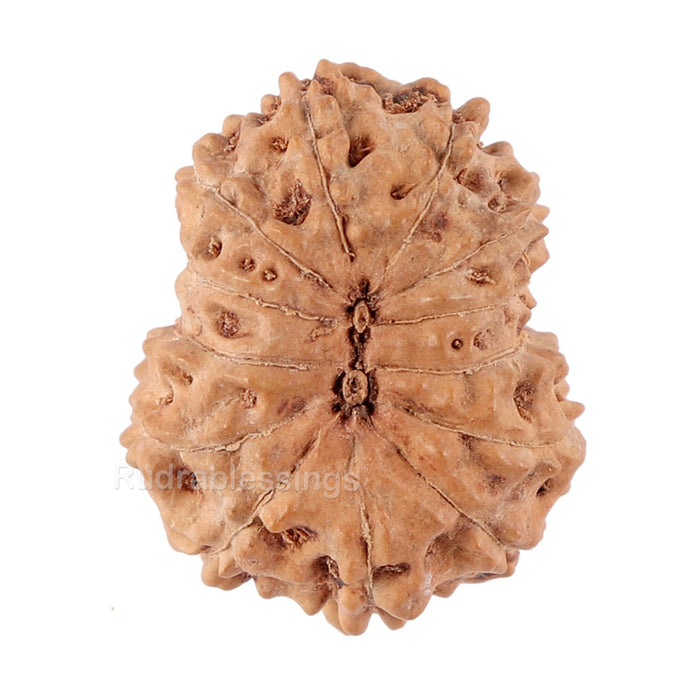13 Mukhi Indonesian Rudraksha - Bead No. 85