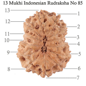 13 Mukhi Indonesian Rudraksha - Bead No. 85